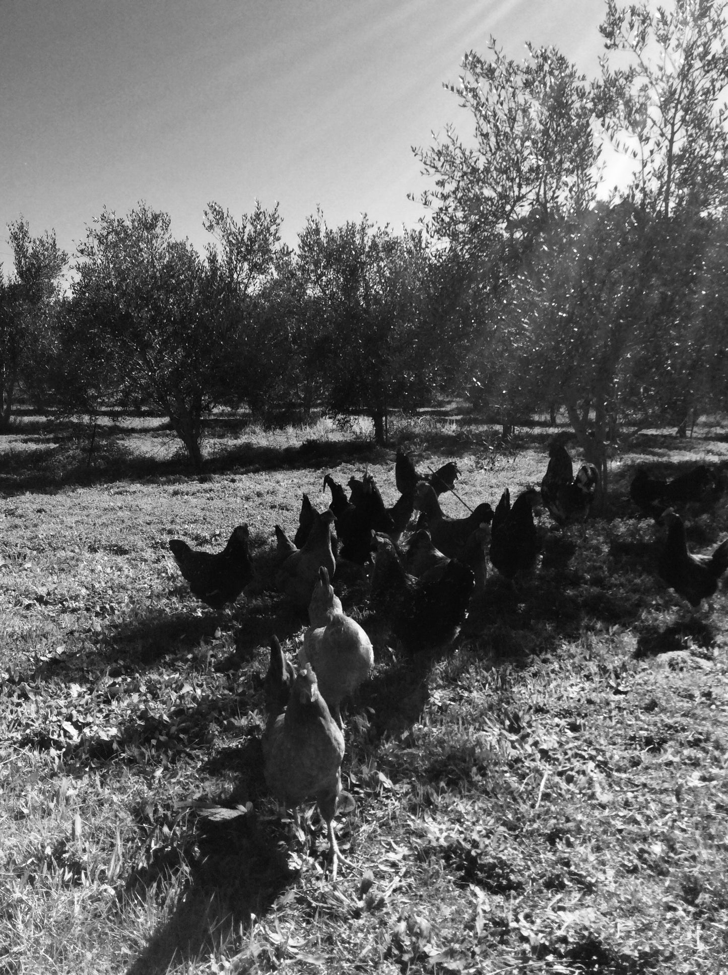 Olive Tree Range Eggs - Commercial Brown
