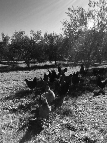 Olive Tree Range Eggs - Commercial Brown